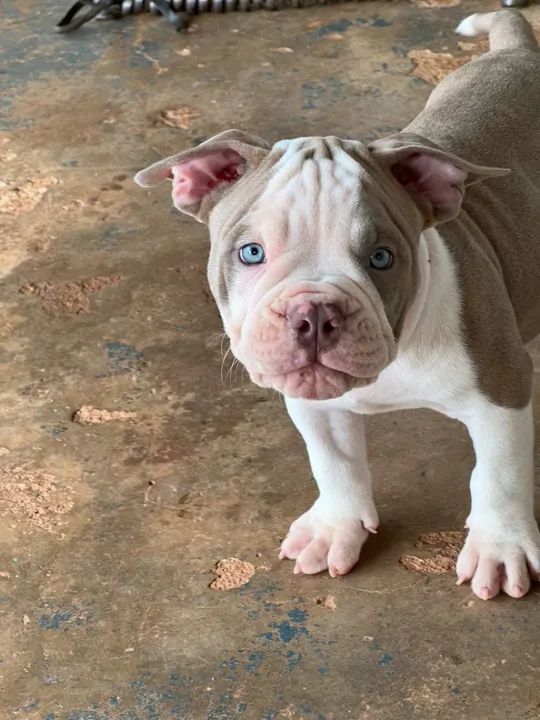 Exotic Bully Lilac Bully For Sale Tan Pocket Bully This Micro