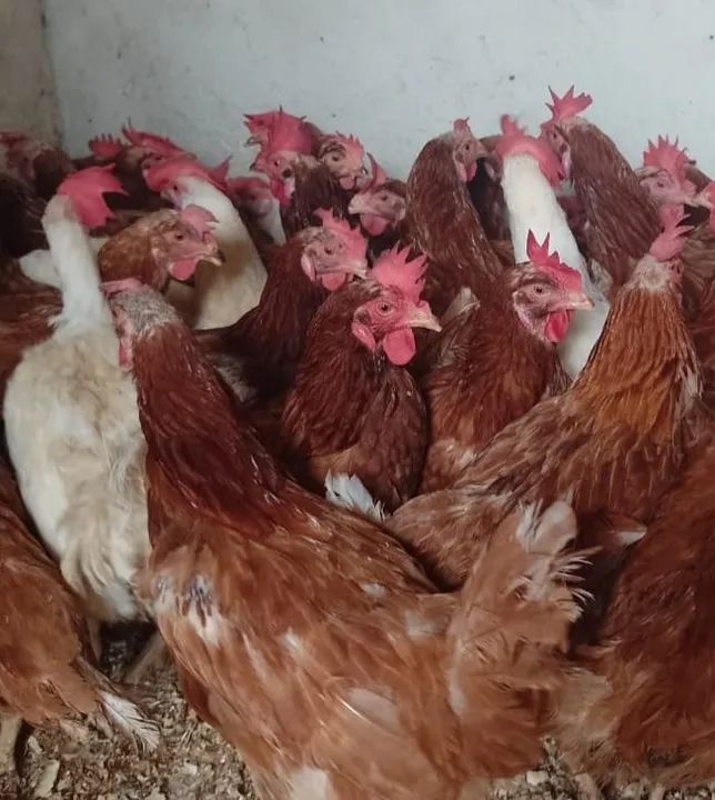 Galinha poedeira adulta - Foto 3