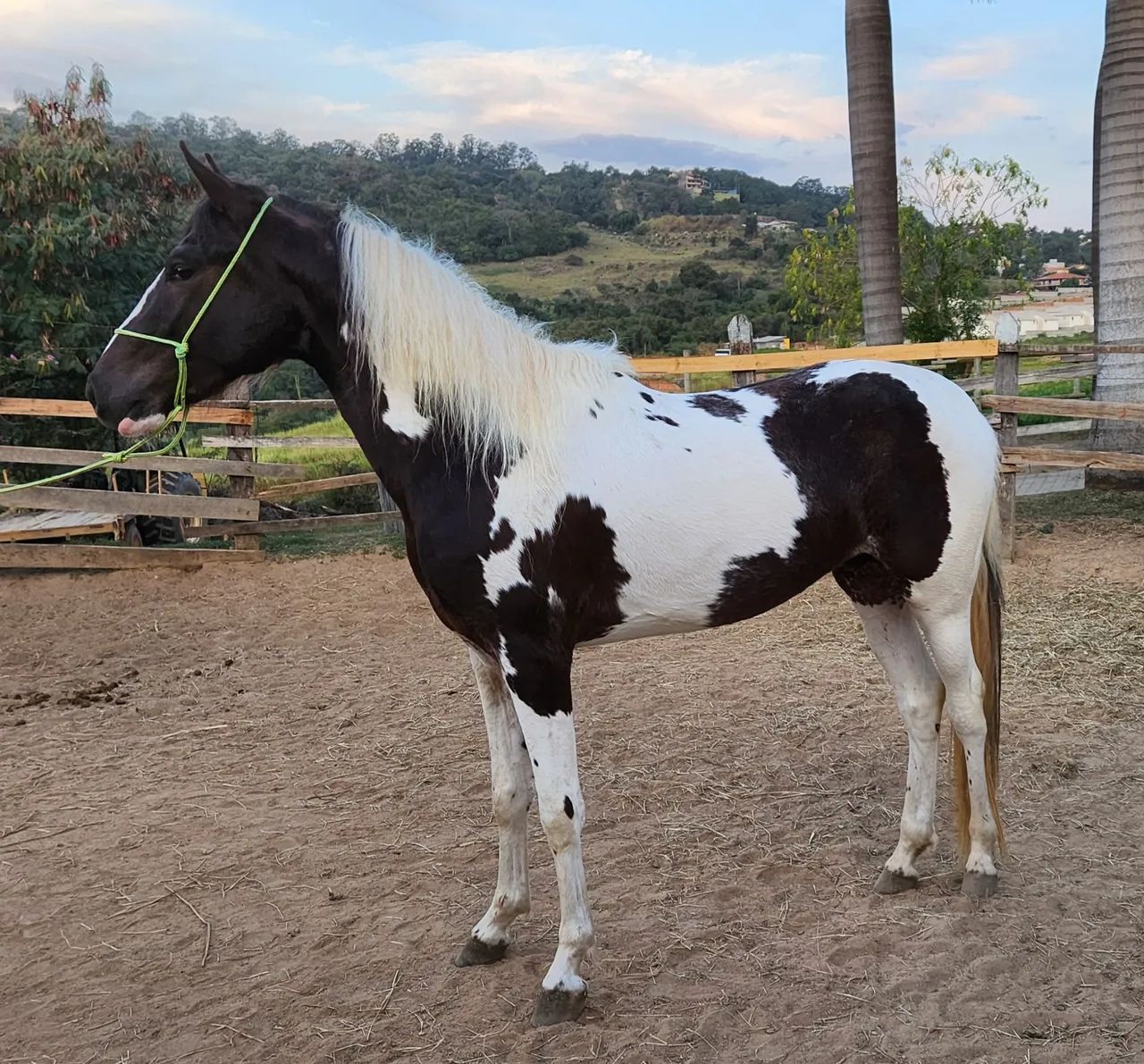 Lindo Potro Mangalarga Pampa - Foto 4