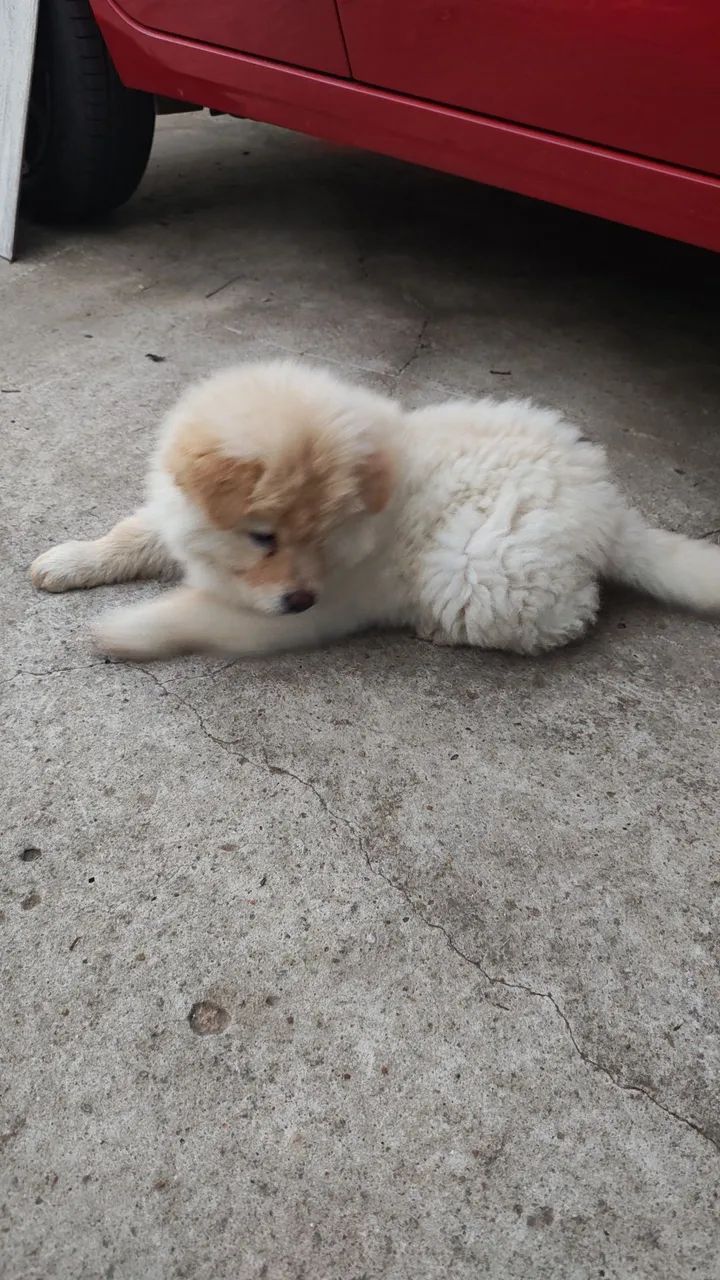 Ainda tenho Chow Chow ! - Foto 5