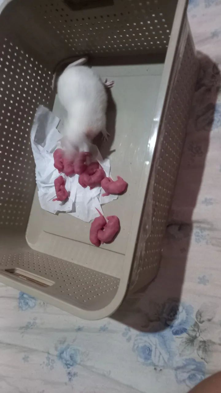 filhotes de rato twister  a venda 8 filhotes  cm  19 dias de vida 