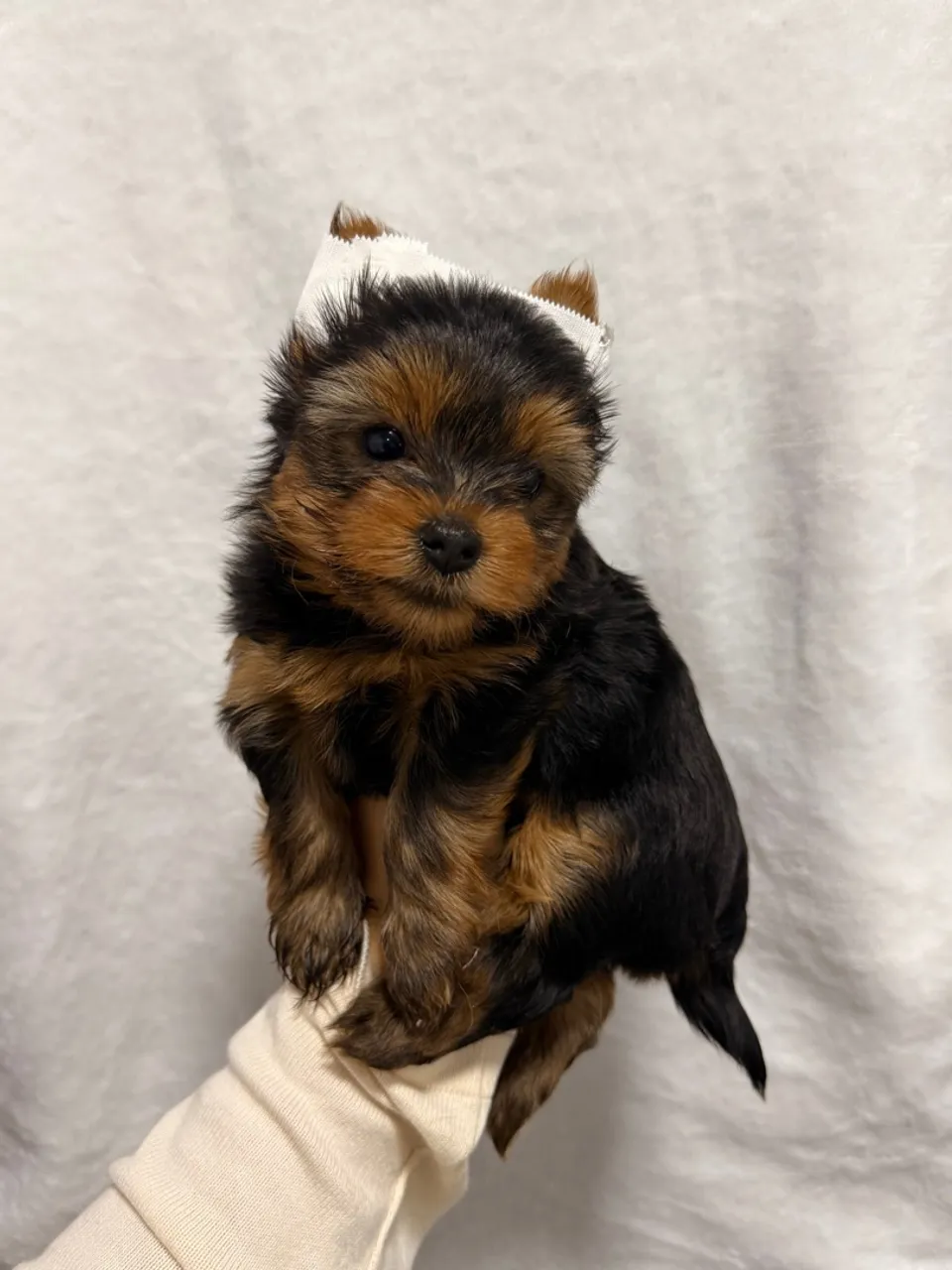 Filhote de Yorkshire Terrier - Fofo e Charmoso!