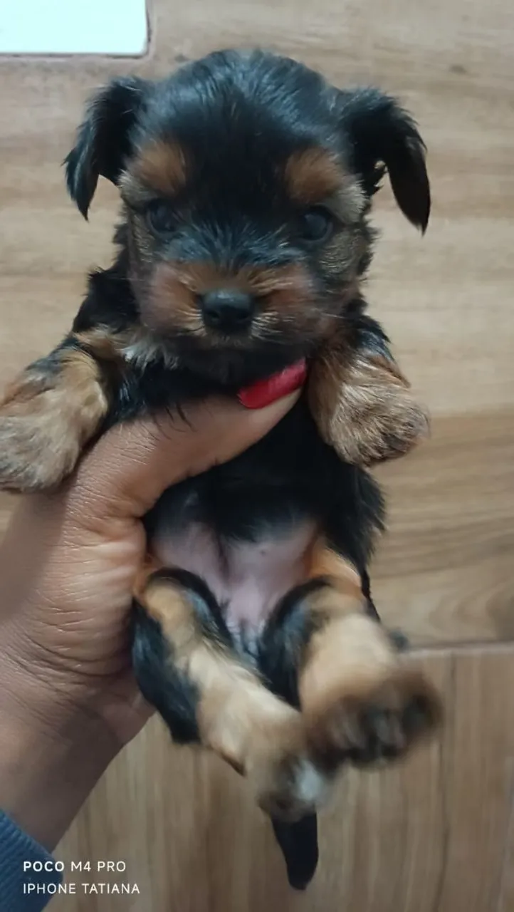 Filhote de Yorkshire Terrier