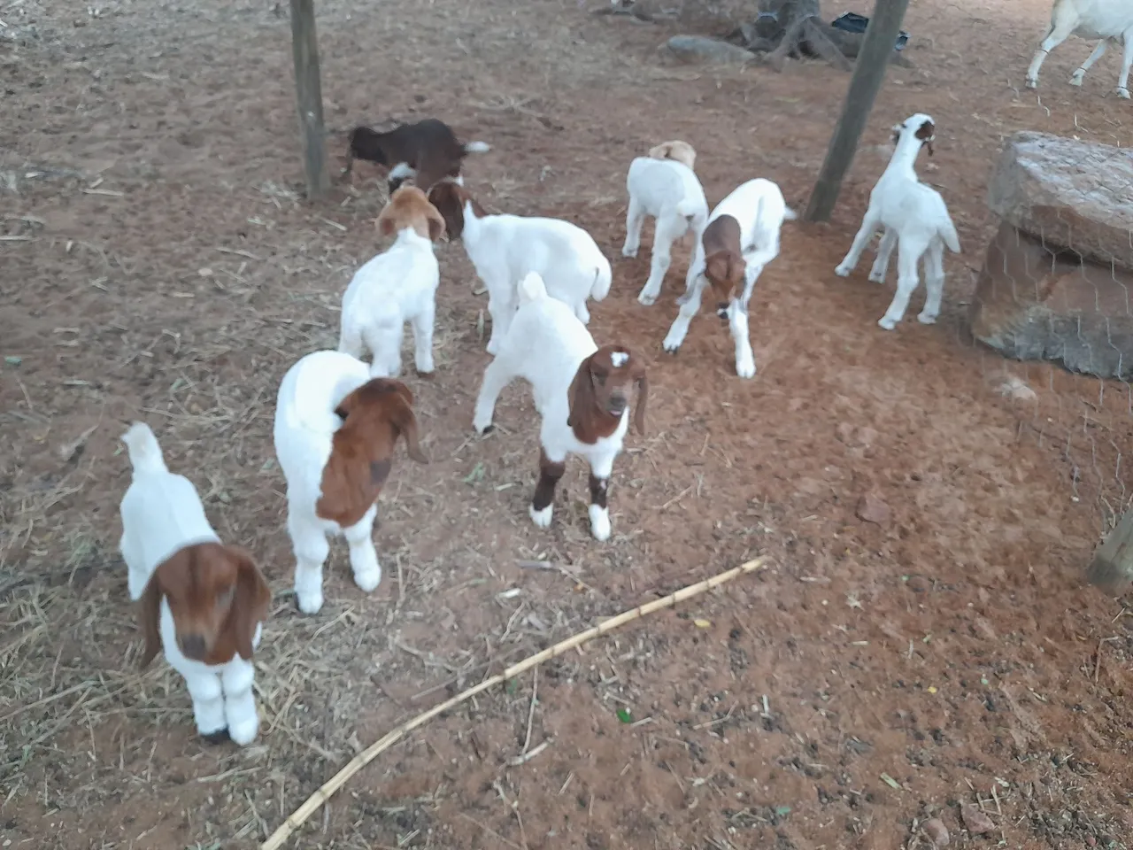 Cabras Boer paridas