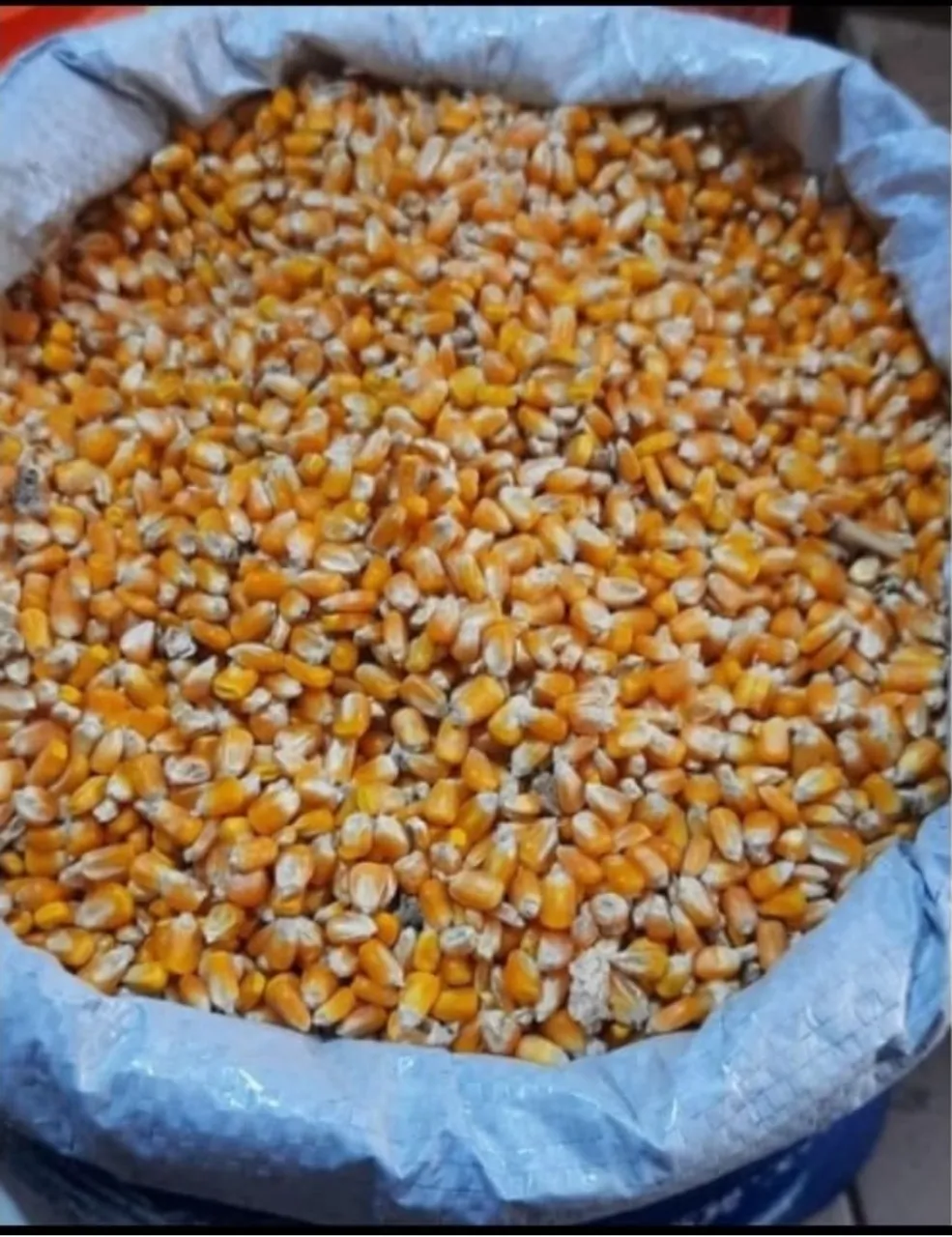 Milho (Grão Seco) Saco 40Kg