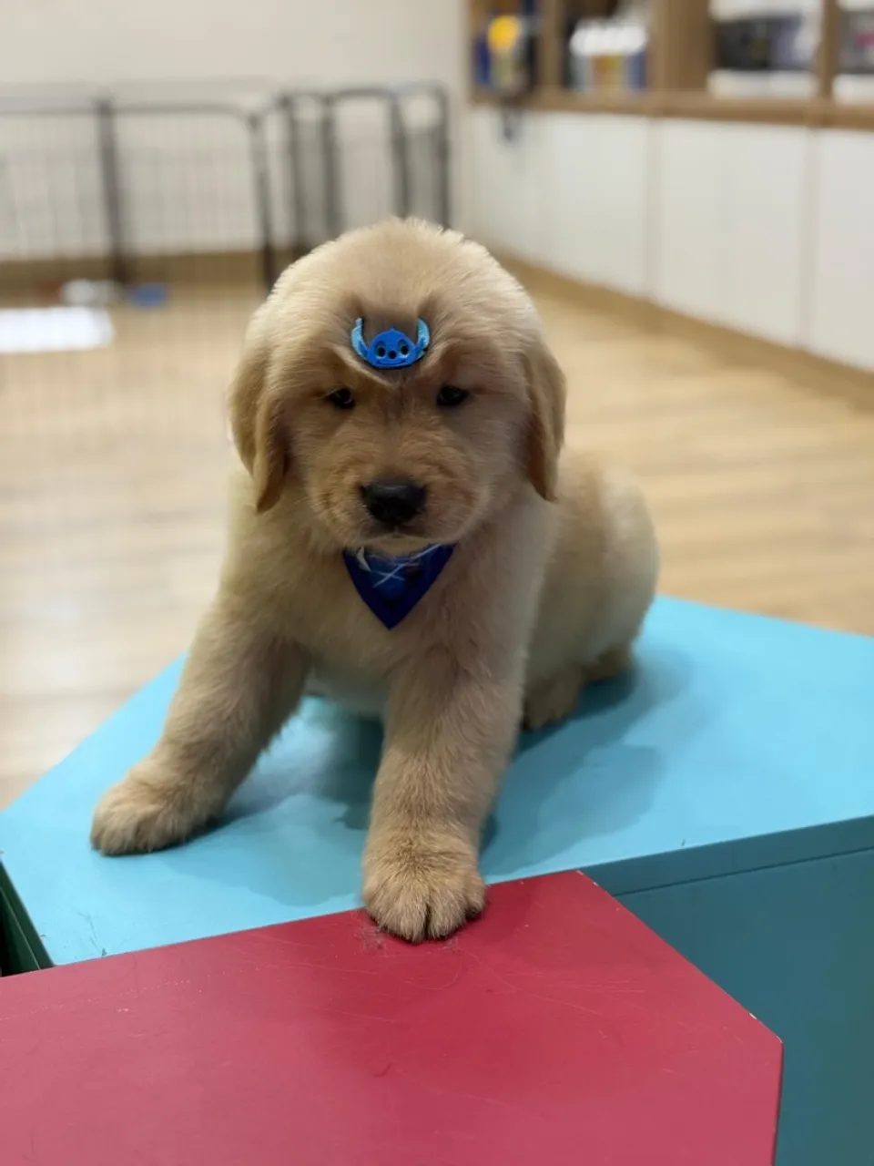 Golden Retriever macho
