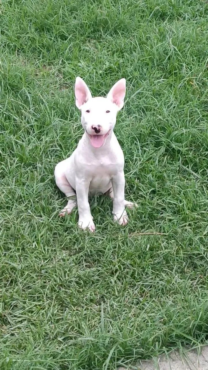 Bull Terrier Inglês - Aceito Cartão em até 12 X 