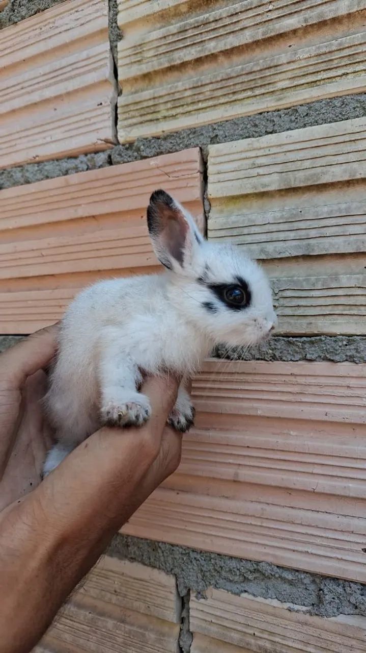 Coelhos da raça Mini lion, vendido a unidade - Foto 2