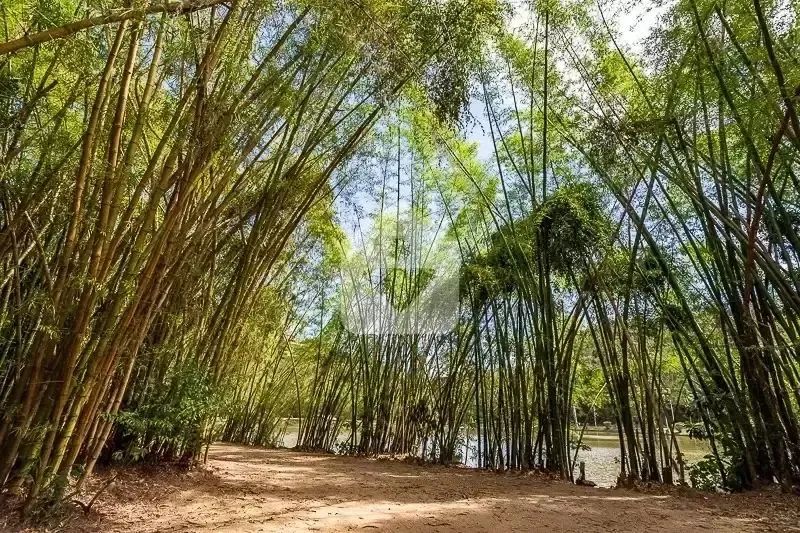 Terreno para venda, 10000m² - Itaipava - Petrópolis/RJ - Foto 9