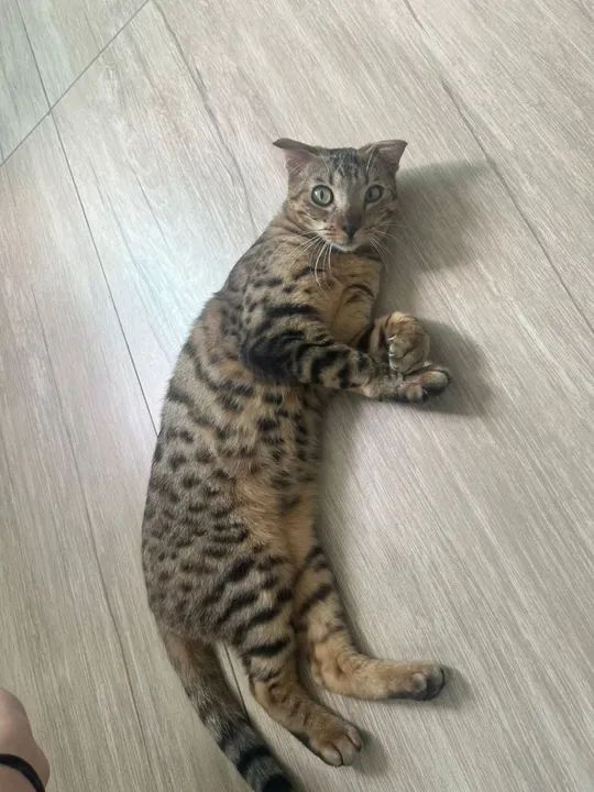 Scottish Fold macho com vacinado e castrado com  exame de fiv e felv  - Foto 5