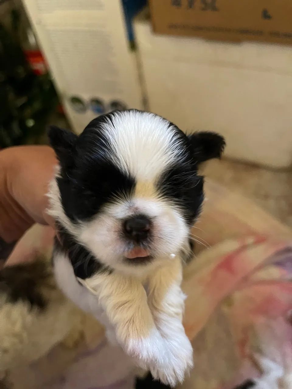 Cachorro shitzu (macho) - Foto 3