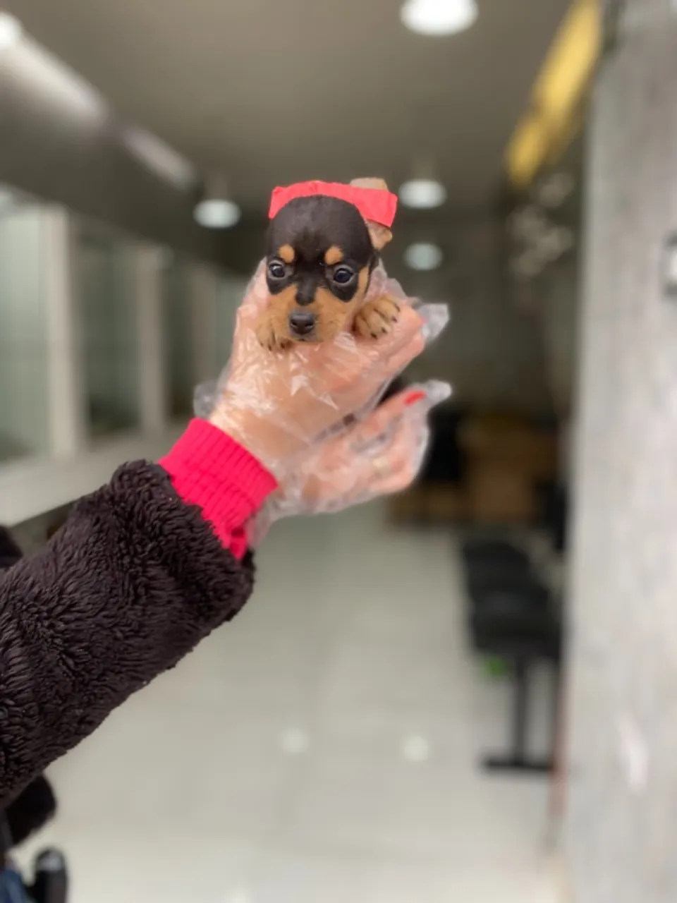 Pinscher miniatura- Filhotinho fêmea com 57 dias, garantias em contrato-Dani