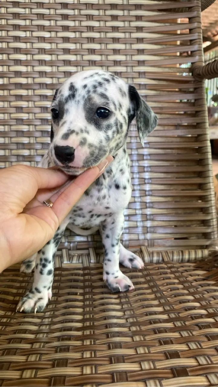 Vendo filhote de dálmatas 45 dias 100% puros 