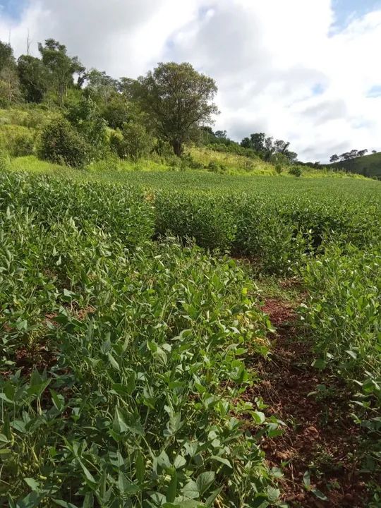 Terreno barato em quedas do Iguaçu PR aproveitem - Foto 2