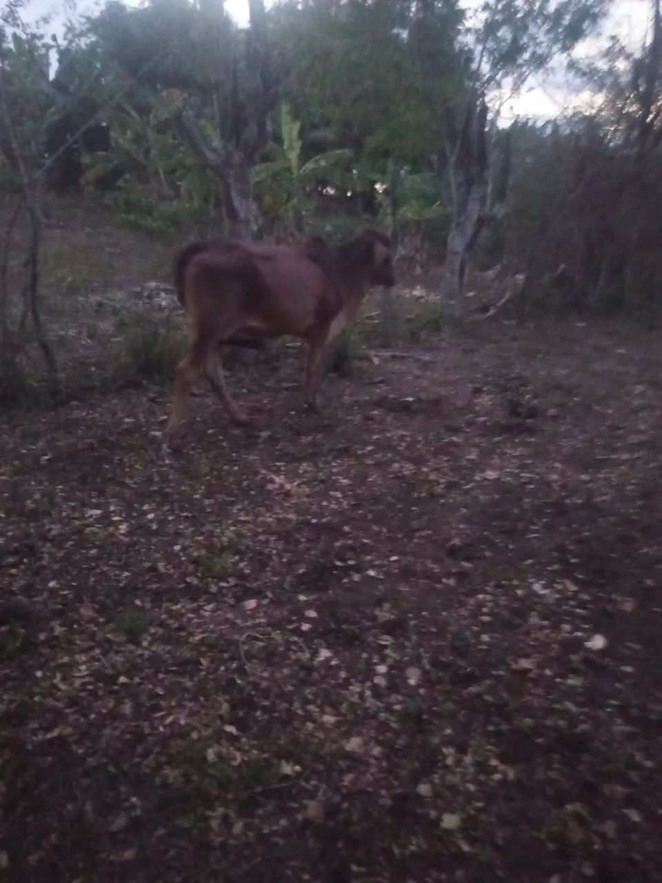 Vendo uma vaca parida muito mansa  e um garrote uma novilha mestiça de Nelore e uma jirola - Foto 2