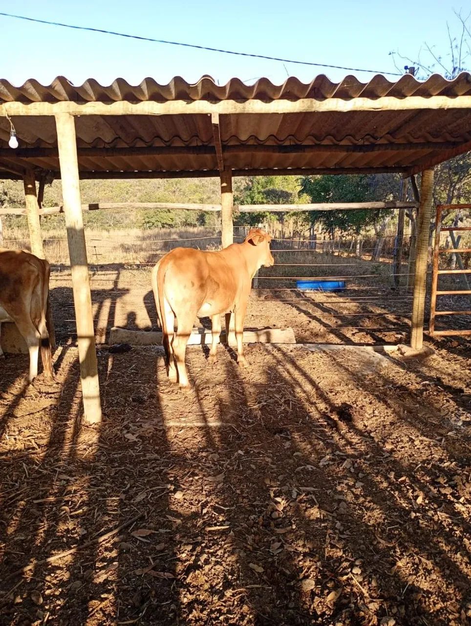 Novilha 10 arrobas  - Foto 4