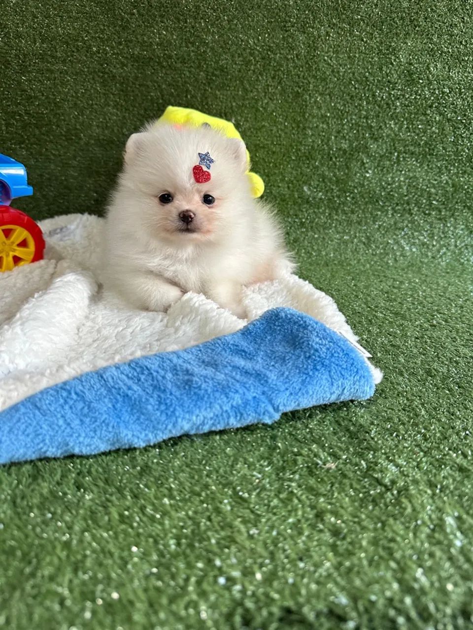 Fofura de Pomeranian! Adquira já! - Foto 4
