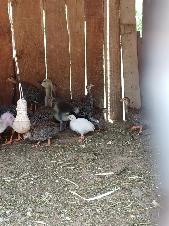 Pintinhos de Galinha D'angola