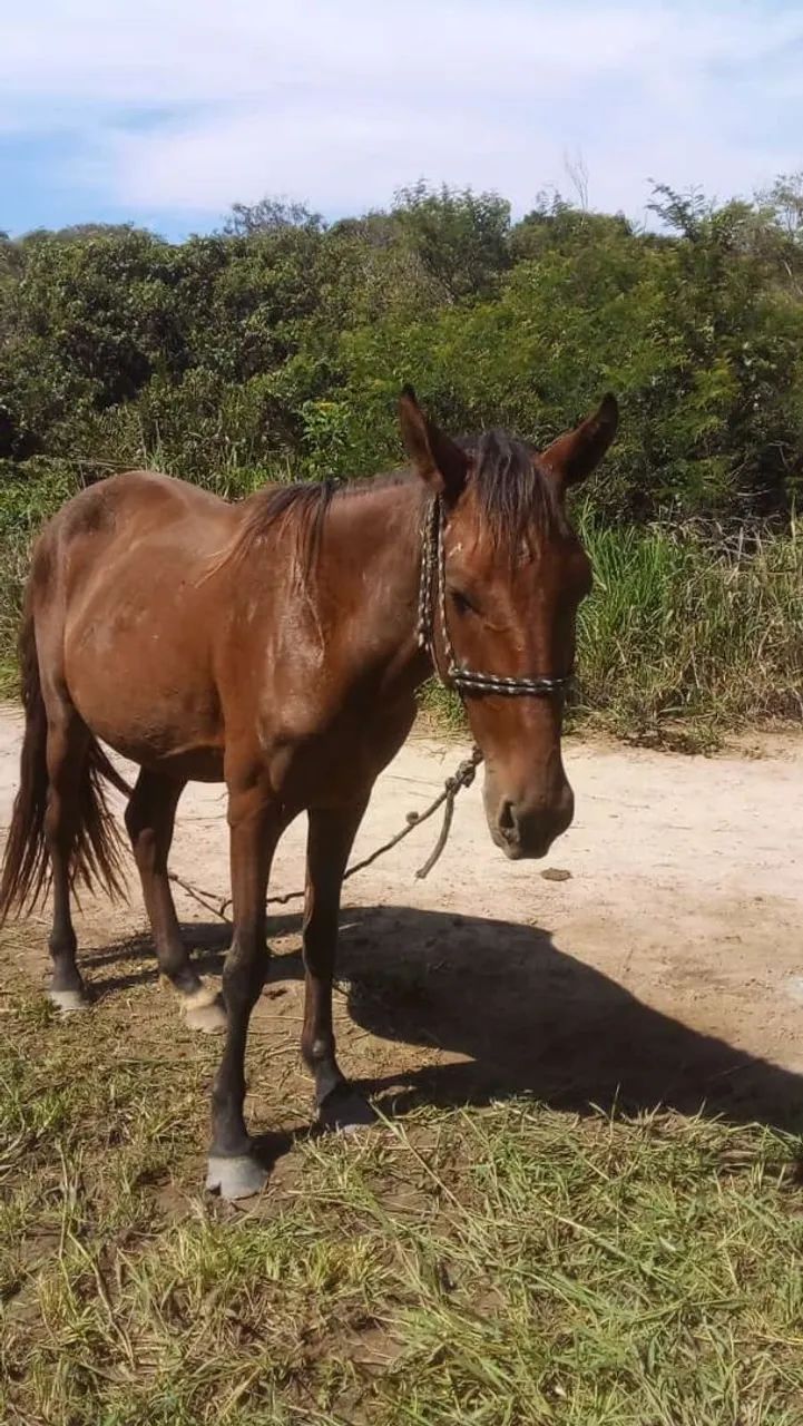 Vendo poutro manço de cela treis ano de idade aceito prosta talvez trocar  em algo do meu  - Foto 4