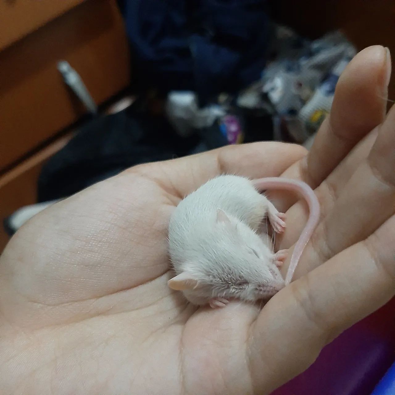 Camundongos domésticos - Foto 5