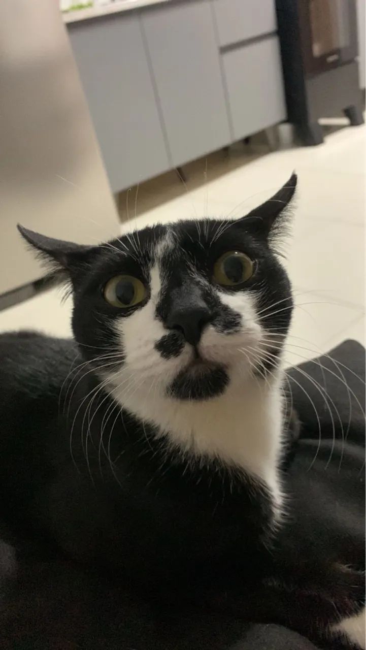 Gatinho preto e branco - Foto 3