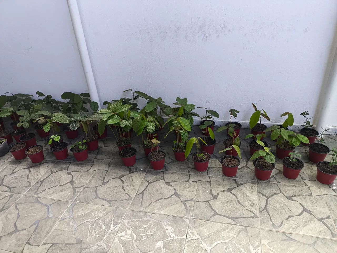 Mudas de cupuaçu 