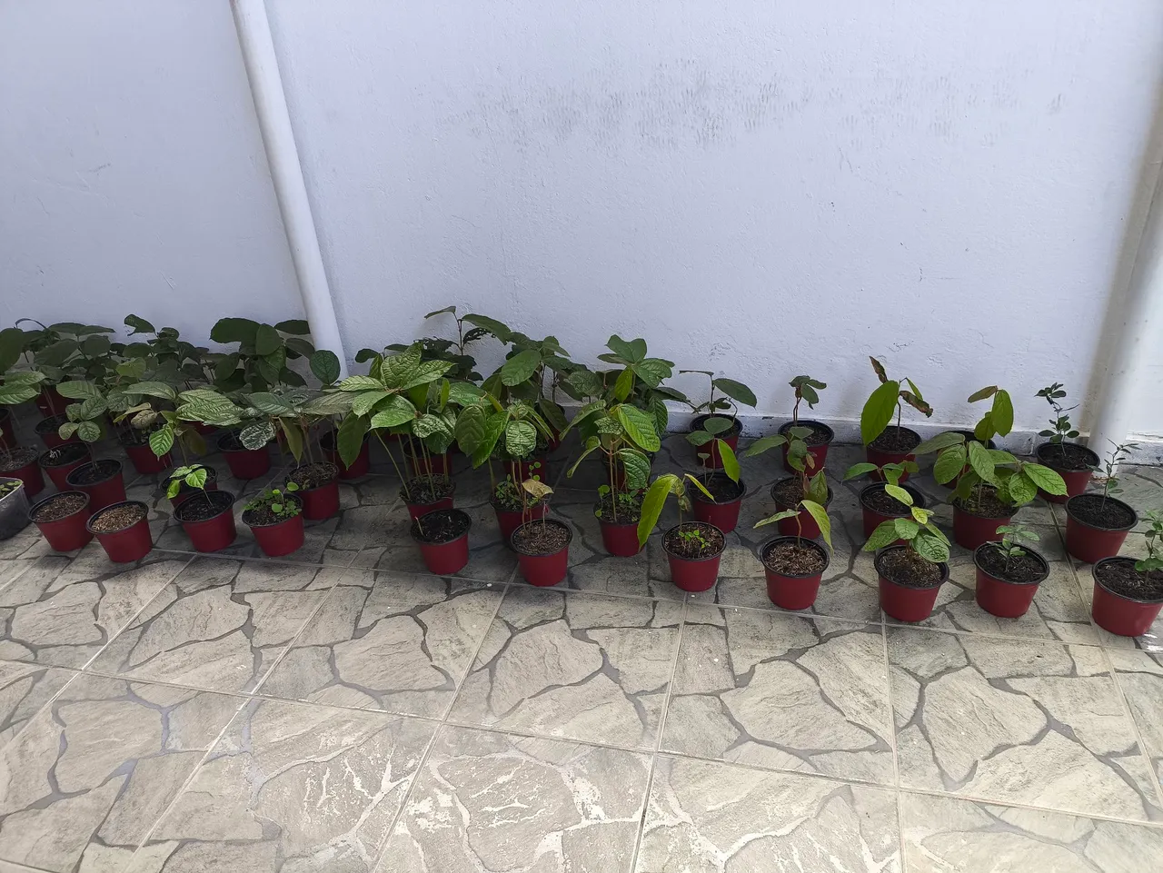 Mudas de cupuaçu
