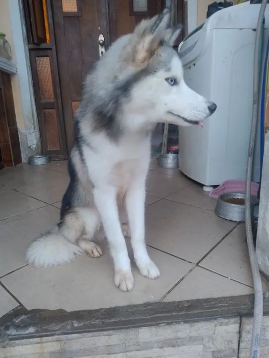 Husky Siberiano - Filhote - Foto 2