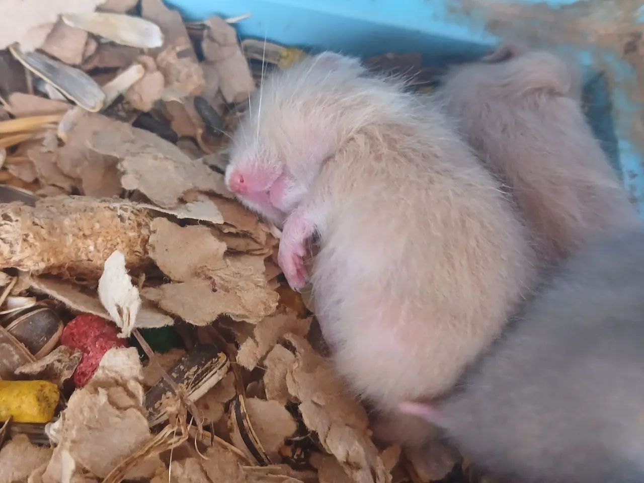 Hamster Disponível - Foto 3