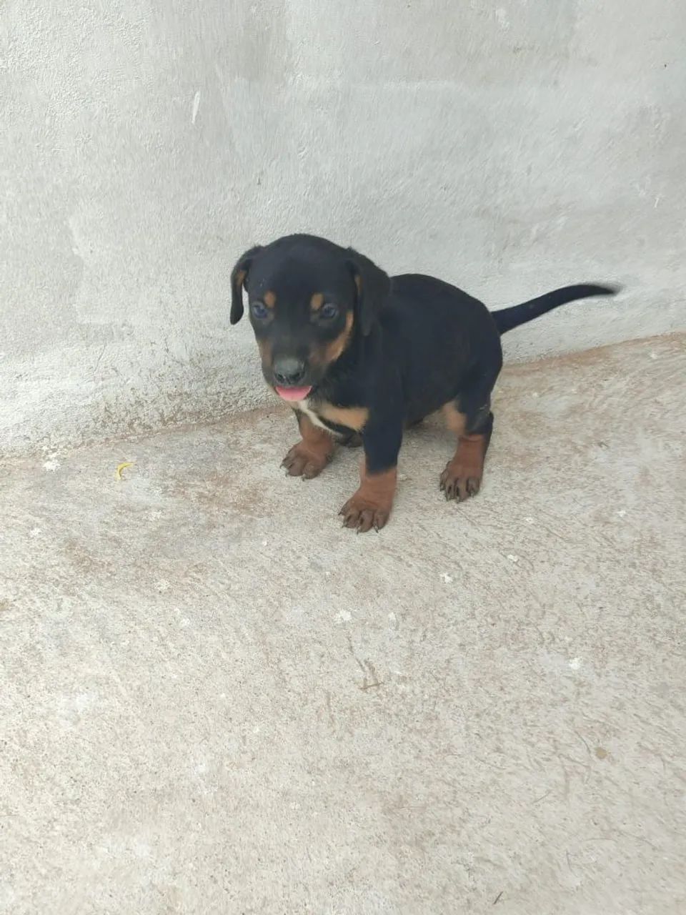 Filhote de cachorro