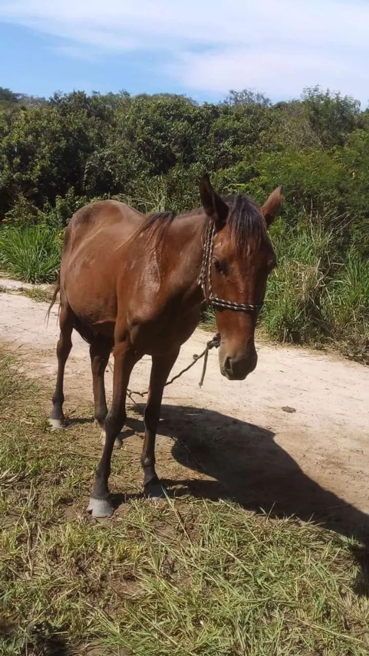 Vendo poutro manço de cela treis ano de idade aceito prosta talvez trocar  em algo do meu  - Foto 3