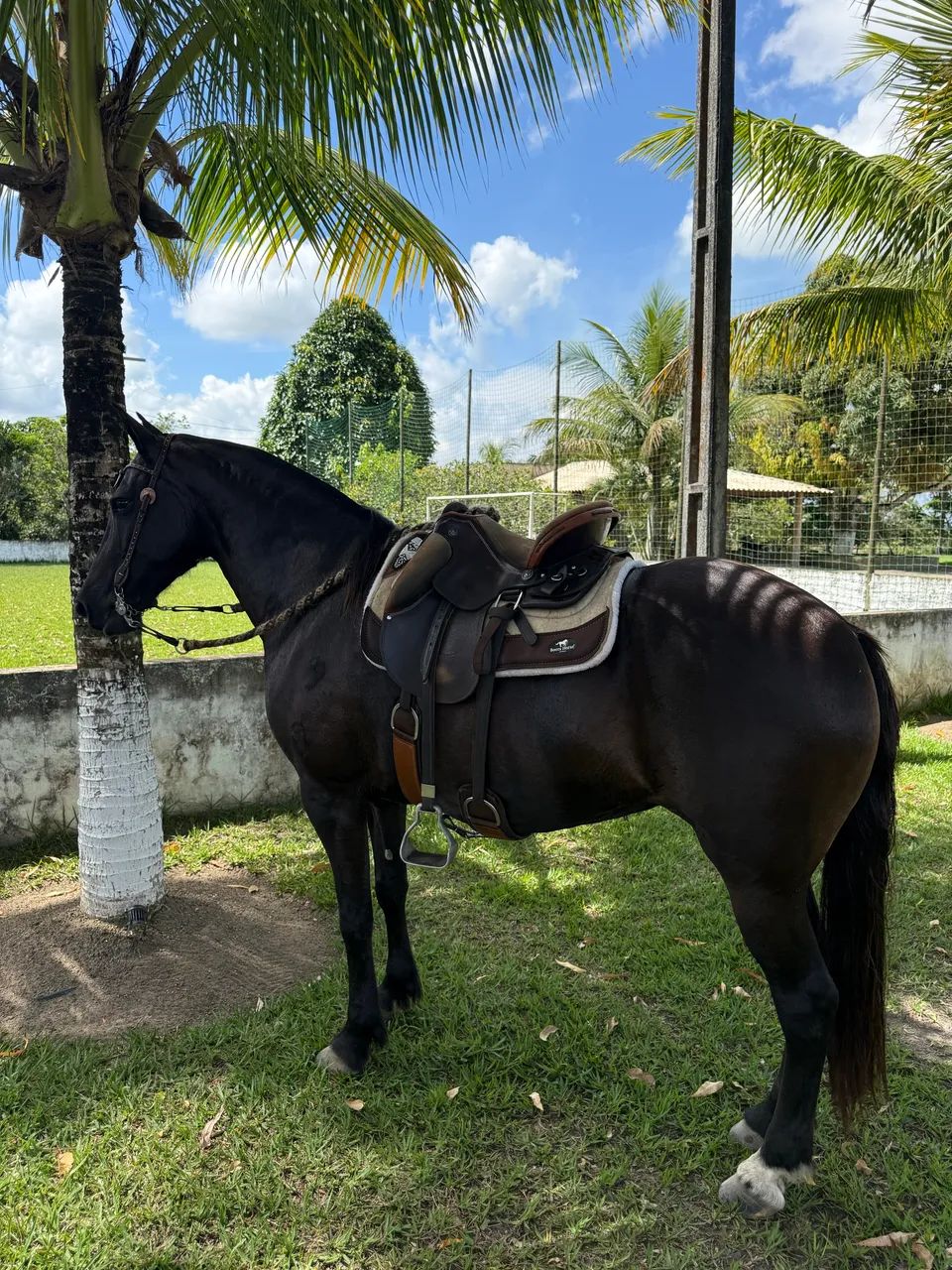 Égua Marcha Picada - Foto 2