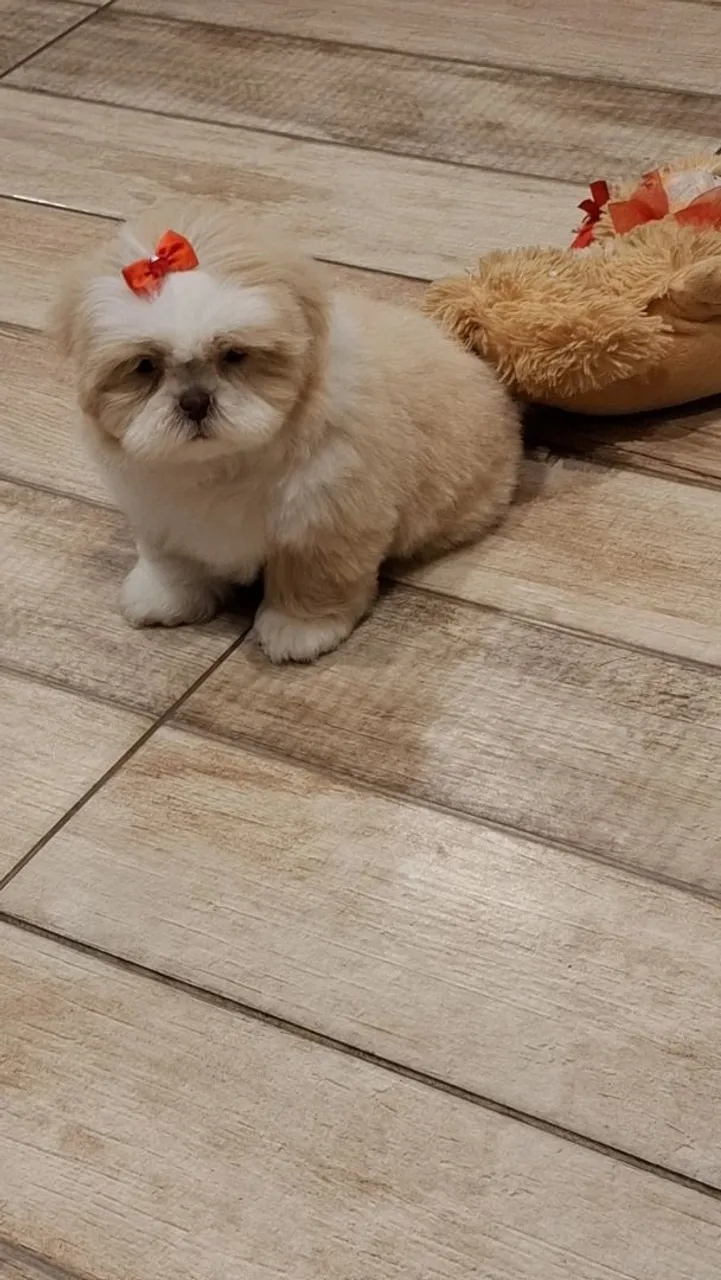 Filhote Shih Tzu fêmea