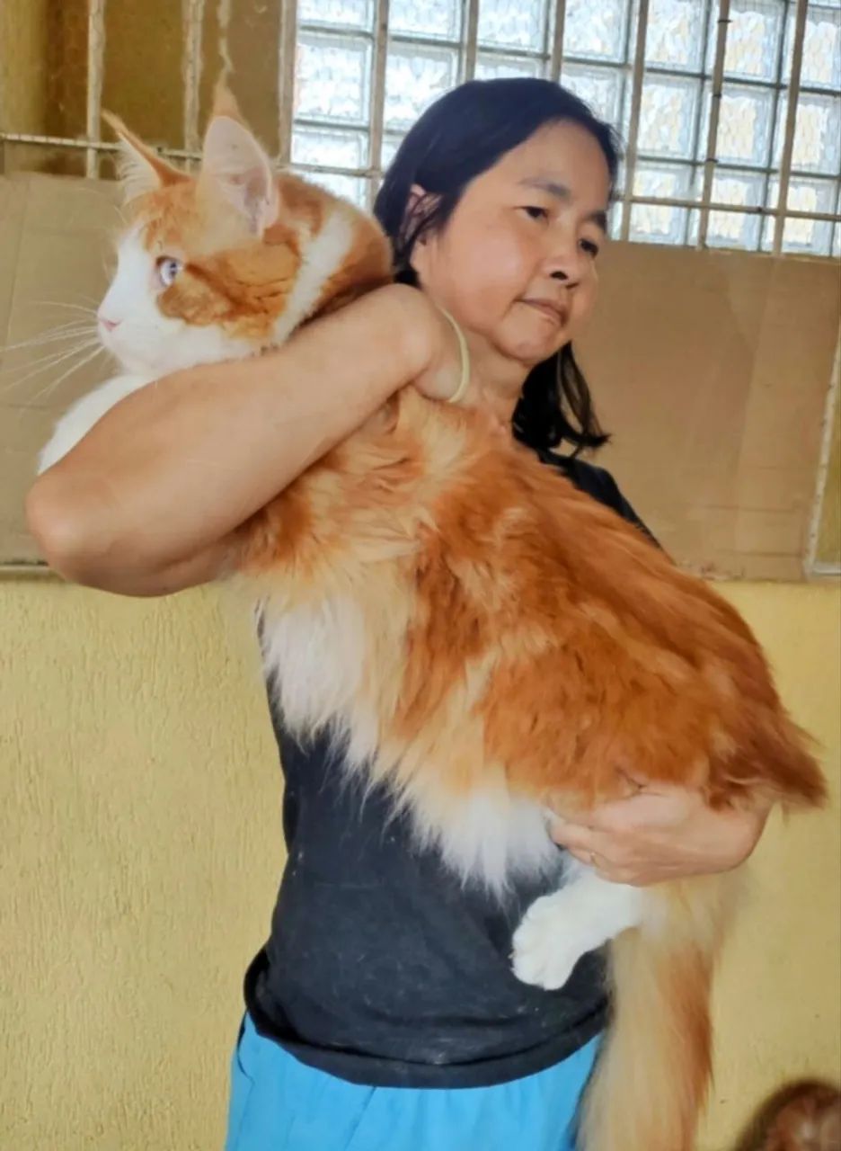 Maine Coon  - Foto 3