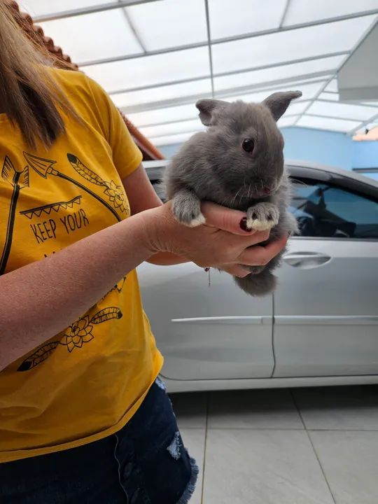 Mini coelho anao  - Foto 4