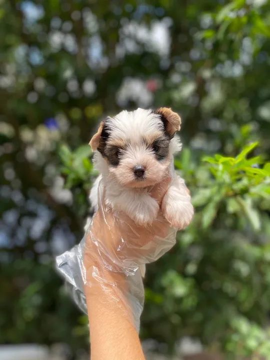 Biewer - trabalhamos com a raça mediante a reserva 