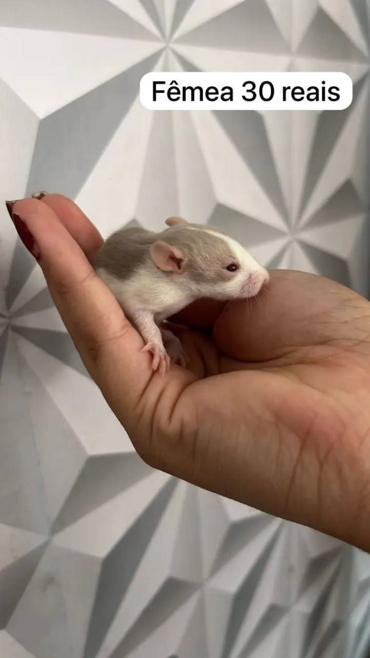Ratinha fêmea 