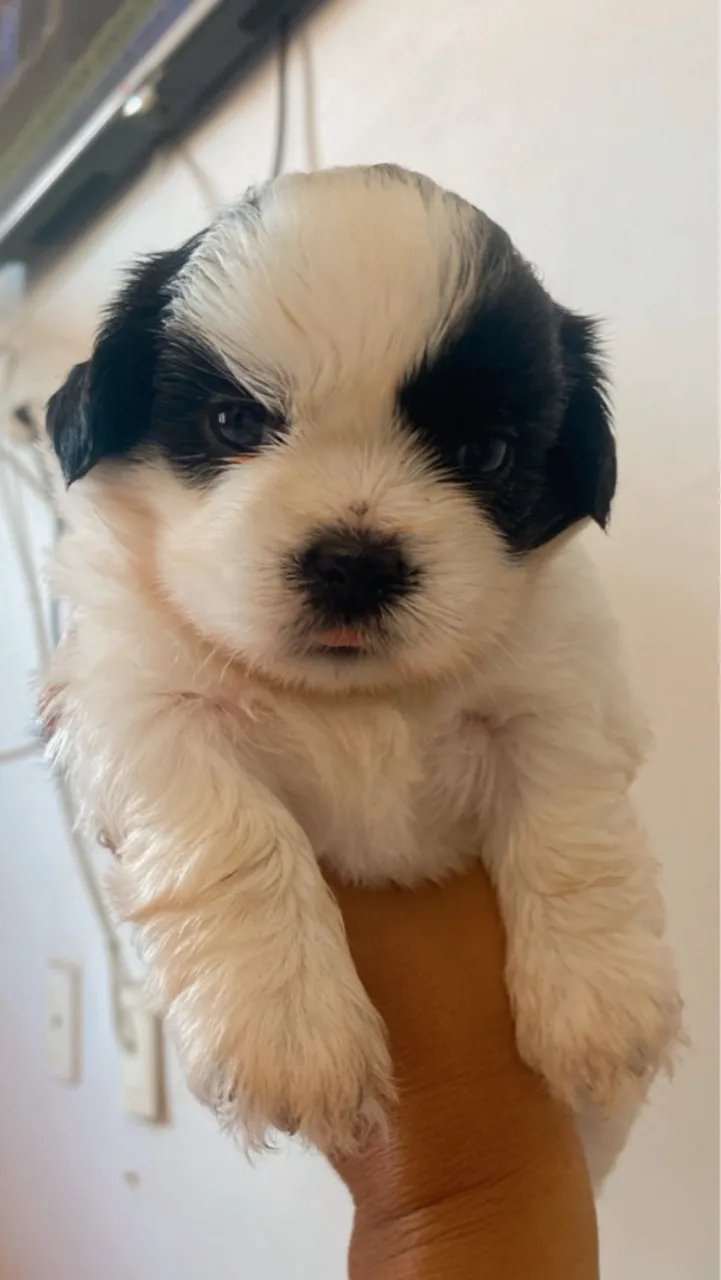 Filhote Shih Tzu femea 
