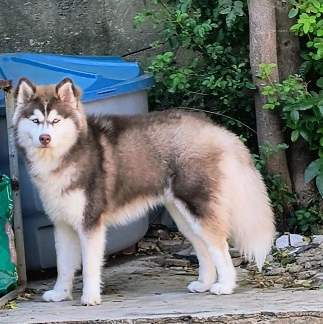 Husky Siberiano macho 
