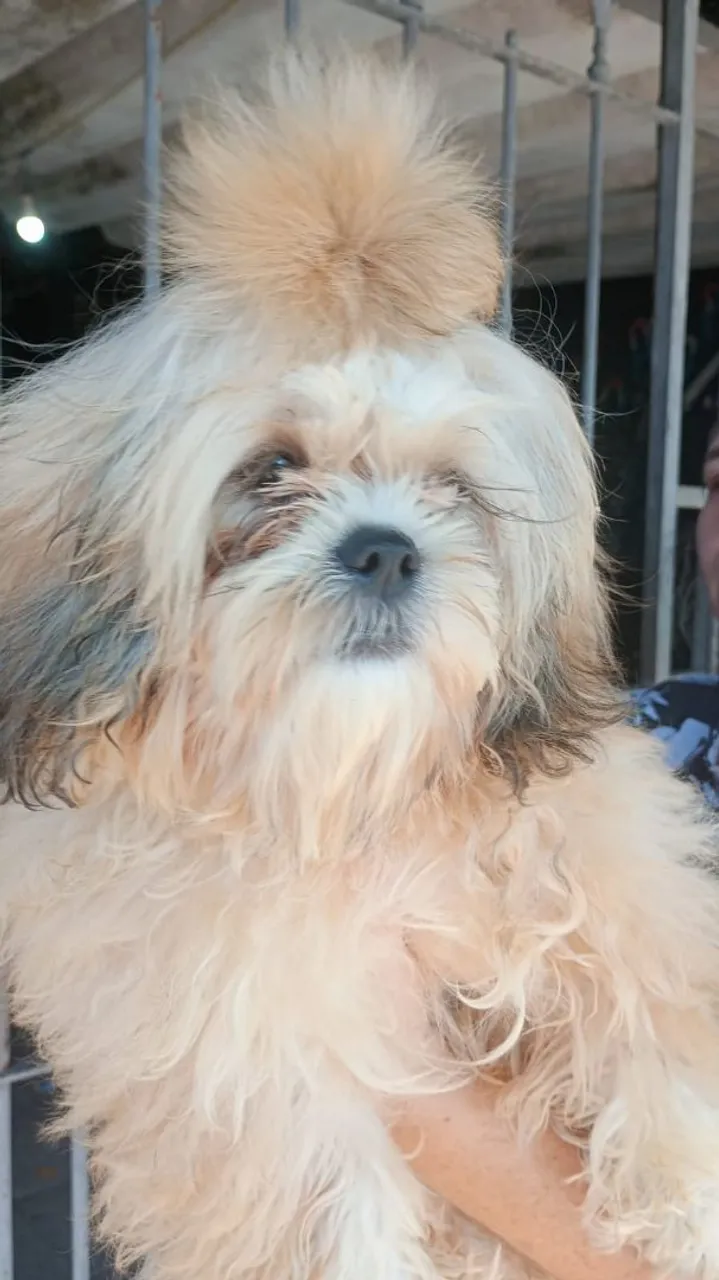 Filhote Shih Tzu !