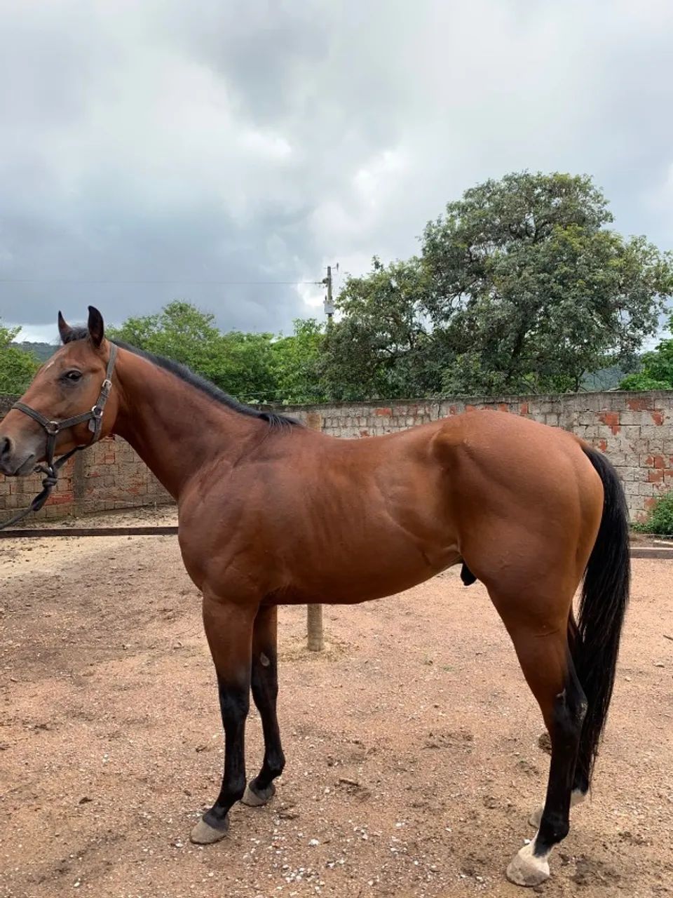 CAVALO QUARTO DE MILHA PURO COM REGISTRO - Foto 2