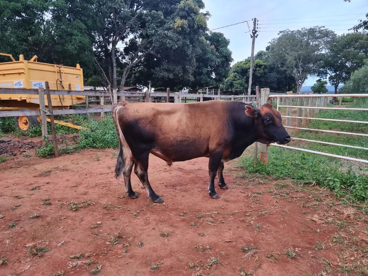 2 vacas Jersey e 1 touro/boi jersey - Foto 3