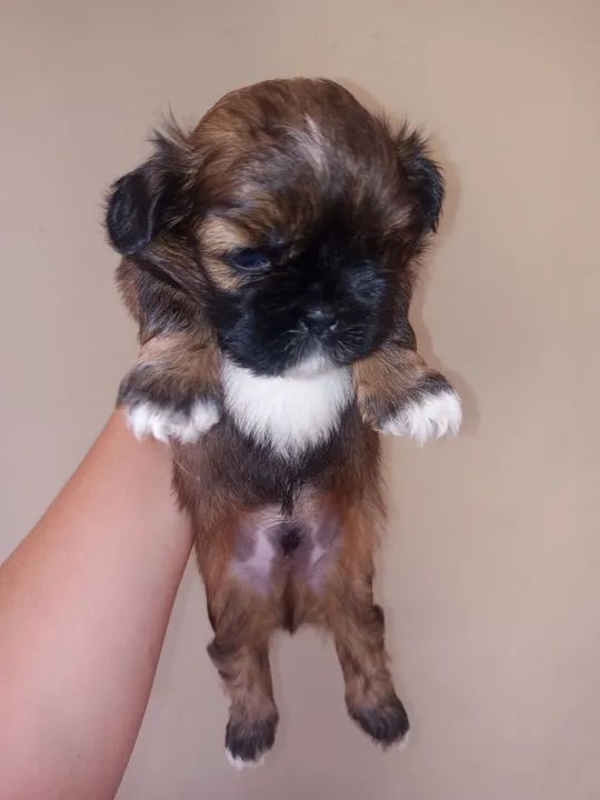 Filhote de Shih Tzu - Lindíssimo! - Foto 6