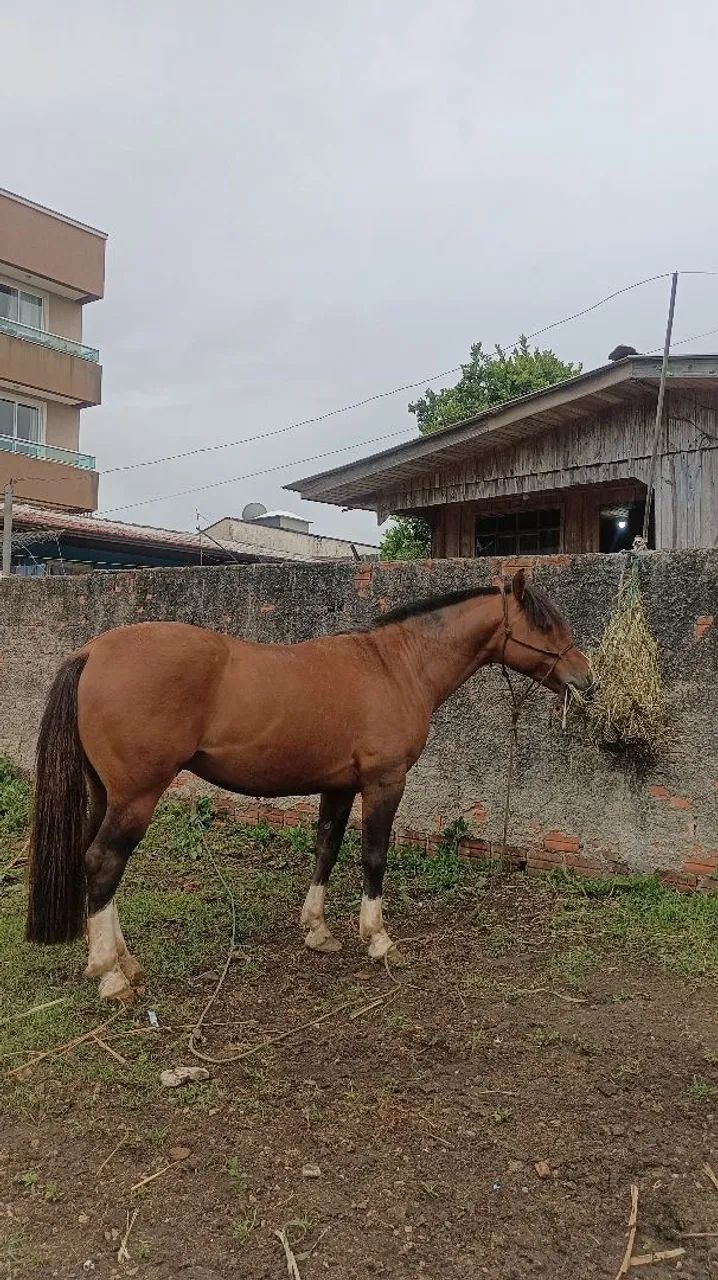 Cavalo crioulo - Foto 6