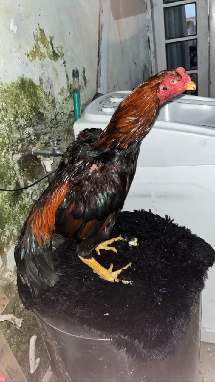 Galo de raça para reprodução