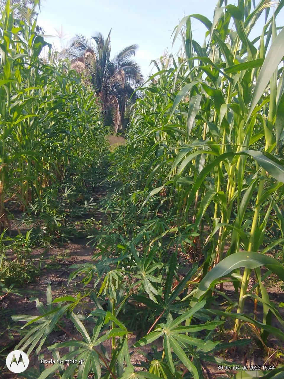 Área de terra