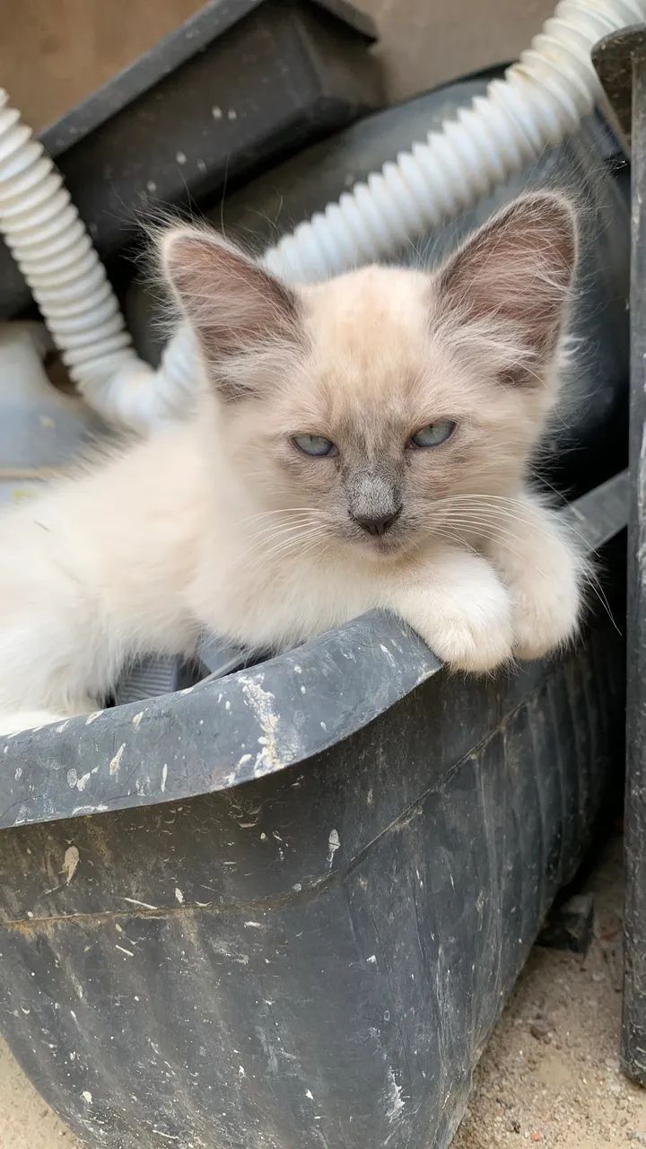 Gatinhos para adoção  - Foto 4