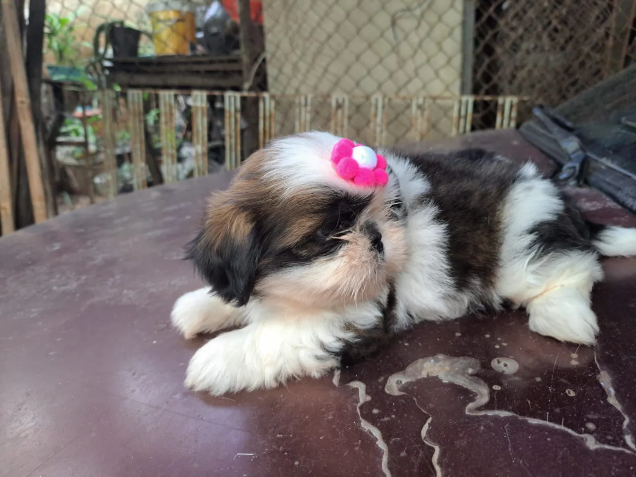 Filhote Shih Tzu fofo e adorável