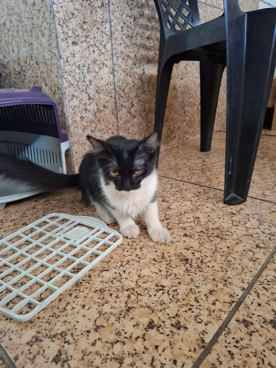 Gatinho - Foto 2