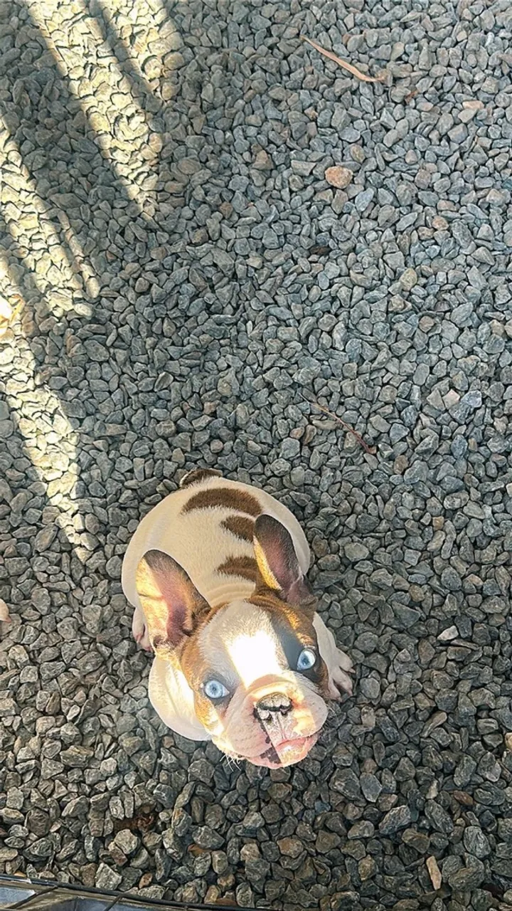 Buldogue francês exótico